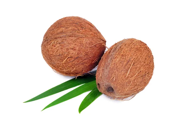 Frutta di cocco isolata su fondo bianco — Foto Stock