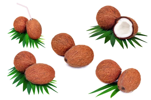 Frutti di cocco isolati su fondo bianco — Foto Stock