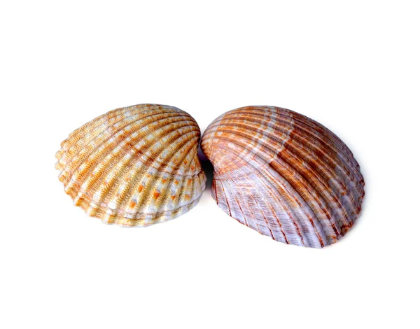 Beautiful sea shells isolated on a white background — Stock Photo, Image