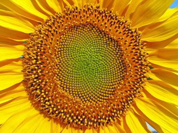 A sunflower Royalty Free Stock Images