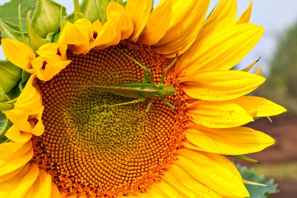 Locust on the sunflower — Stock Photo, Image
