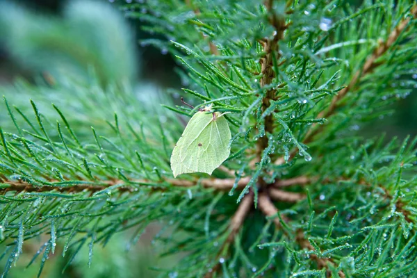 Vlinder aan tak pine — Stockfoto