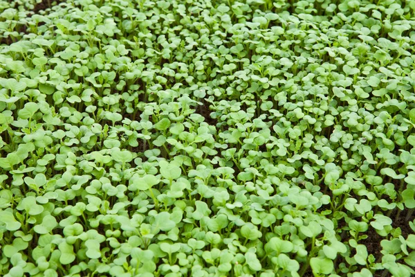 Seedlings of mustard — Stock Photo, Image