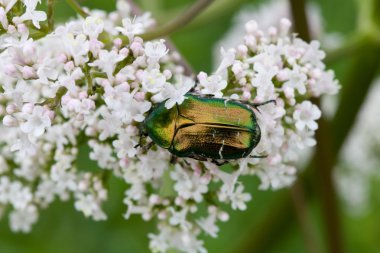 Chafer