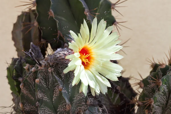 stock image A flower on a cactus