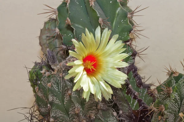 stock image Blooming cactus