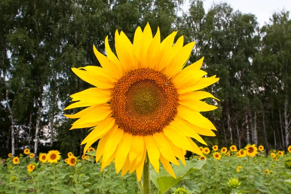 Large sunflower — Stock Photo, Image