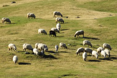 Flock of sheep grazing clipart