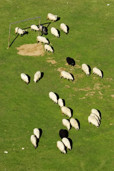 群羊放牧对足球领域垂直 — 图库照片