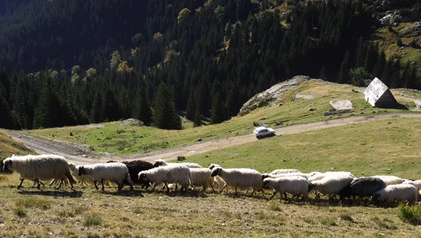 Flock of sheep in the mountains of Vranica — Stock Photo, Image