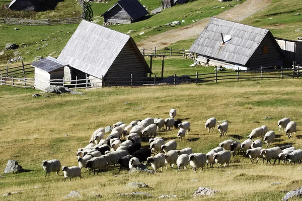 Rebanho de ovelhas no resort de montanha — Fotografia de Stock