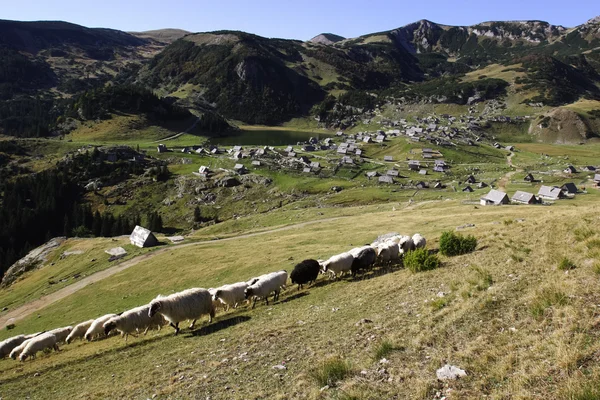 Dağlarda koyun sürüsü — Stok fotoğraf
