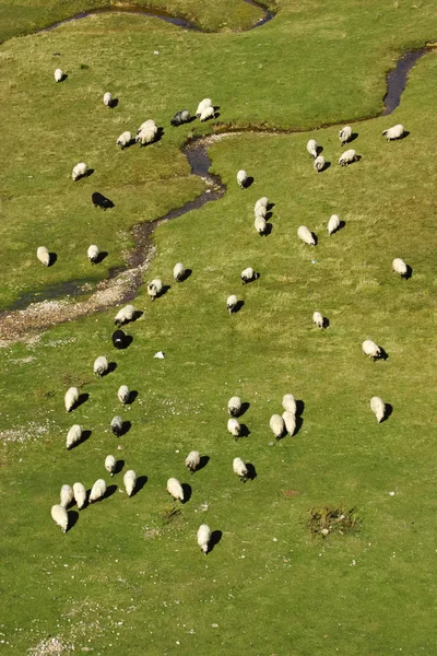 Зграя овець на гірських пасовищах вертикальна — стокове фото