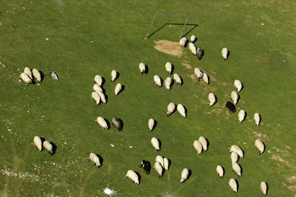 サッカーのフィールドに羊の群れ — ストック写真