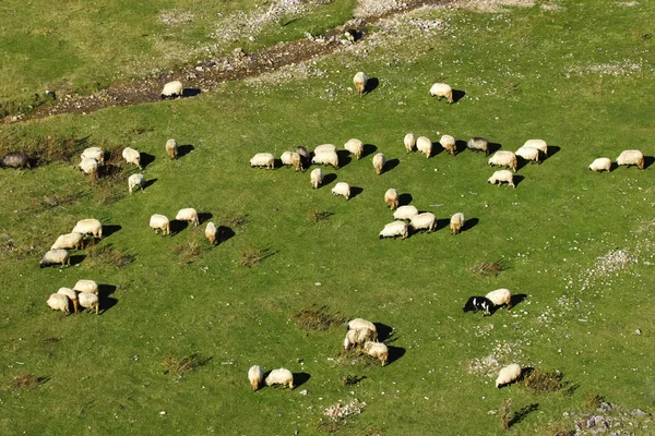 Зграя овець на гірських пасовищах — стокове фото