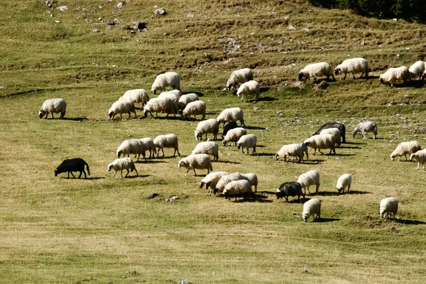 Koyun sürüsü Dağı mera üzerinde — Stok fotoğraf