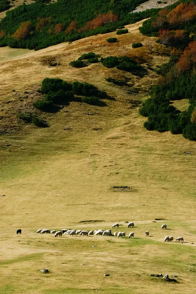 Горное пастбище с овцами — стоковое фото