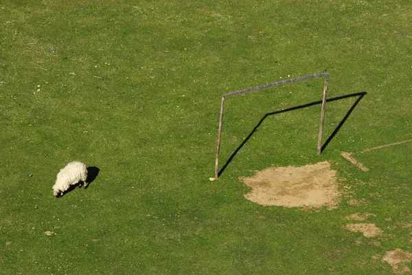 Ett får och fotboll mål — Stockfoto