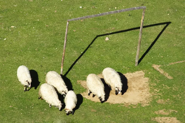 Πρόβατα και ποδόσφαιρο γκολ — Φωτογραφία Αρχείου