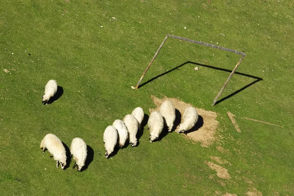 Sheep graze in a row on the football field — Stock Photo, Image