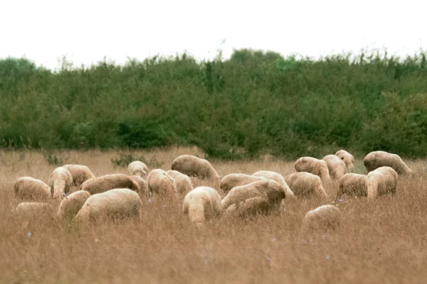 Ovelhas pastam com a cabeça curvada — Fotografia de Stock