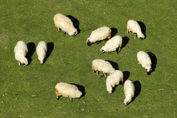 Wypas owiec na świeżej trawy — Zdjęcie stockowe