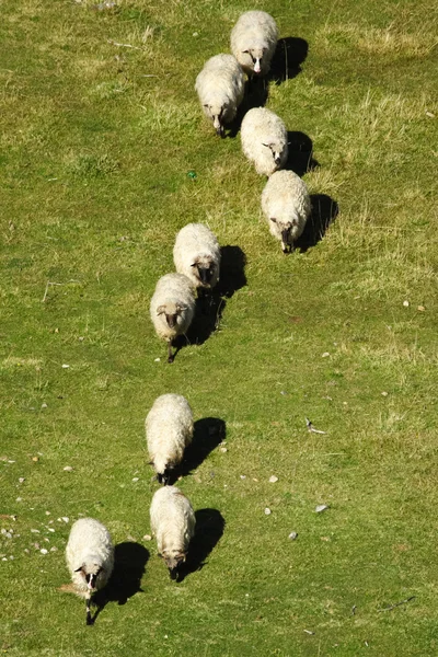 Sheep in a row on the pasture — Stock Photo, Image
