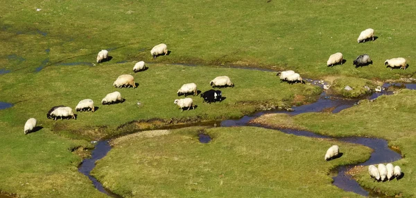 Owce w górskim potoku — Zdjęcie stockowe