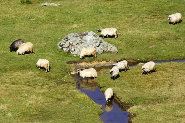 Ovelhas em um rio de montanha — Fotografia de Stock