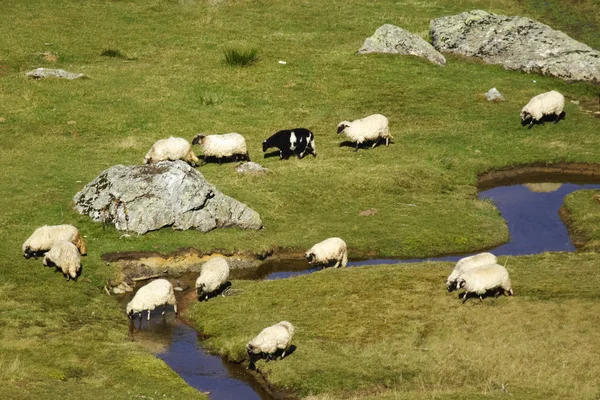 Sheep on the river — Stock Photo, Image