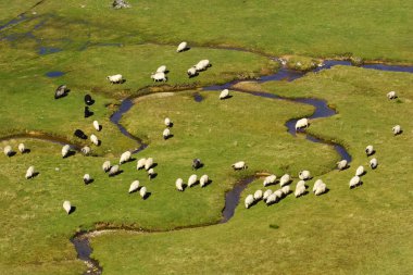 A group of sheep on a mountain river clipart