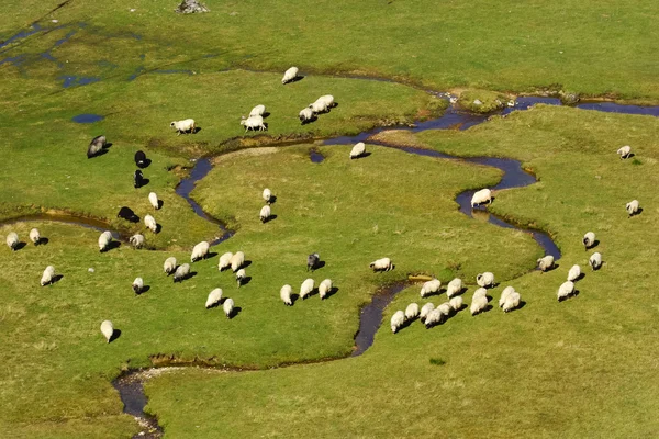 Koyun bir dağ nehir üzerinde bir grup — Stok fotoğraf