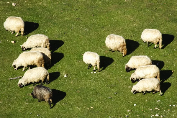 Skupina ovcí, — Stock fotografie