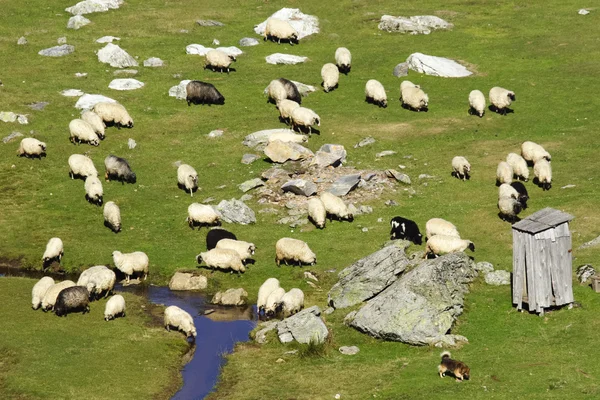 山の羊の大規模なグループの牧草地します。 — ストック写真