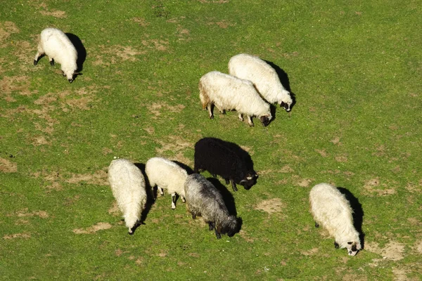 Ovelha negra em um grupo de ovelhas brancas — Fotografia de Stock