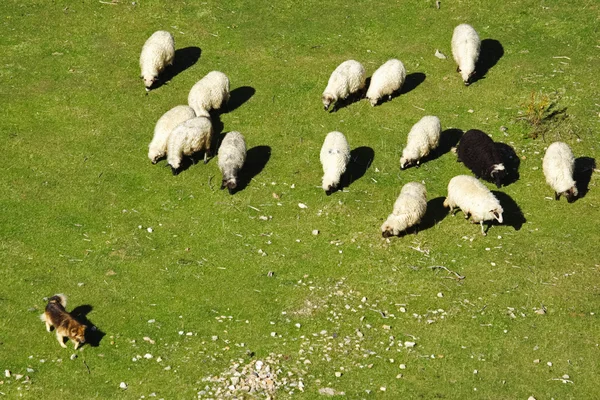 Cão mantém um rebanho de ovelhas no pasto — Fotografia de Stock