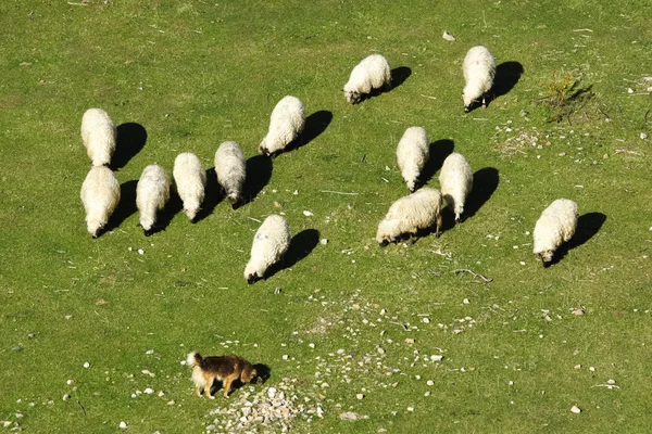 Dog keeps a flock of sheep — Stock Photo, Image