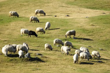 Flock of sheep grazing at dusk clipart