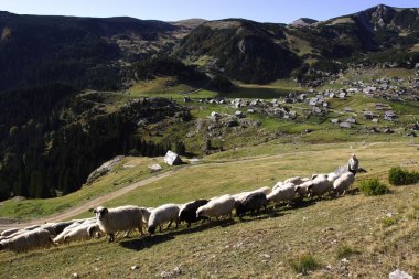 Çoban koyun emekliye yol açar.