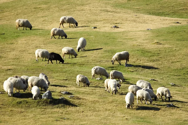 Flock of sheep grazing at dusk — Stock Photo, Image
