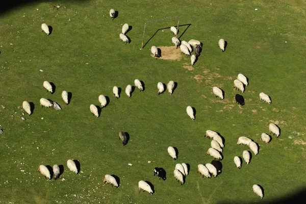 Rebanho de ovinos pastando no campo de futebol — Fotografia de Stock