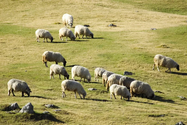 Las ovejas escucharon —  Fotos de Stock