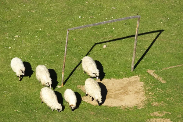 羊とサッカーの目標 — ストック写真