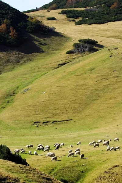 La montagne, le pâturage et un troupeau de moutons — Photo