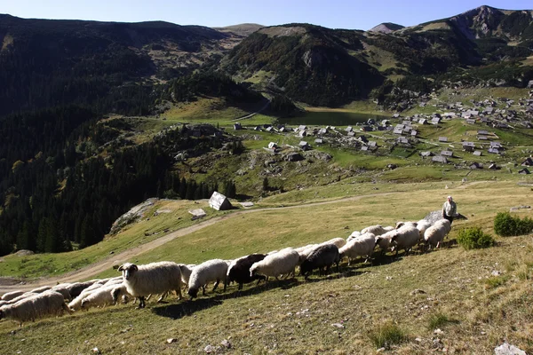 Pastýř ovcí na pastvu — Stock fotografie
