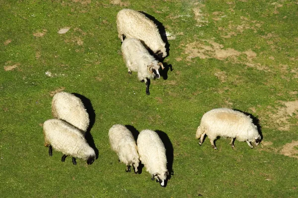 白羊放牧 — 图库照片