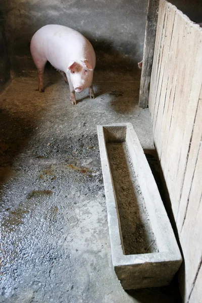 Cerdos —  Fotos de Stock