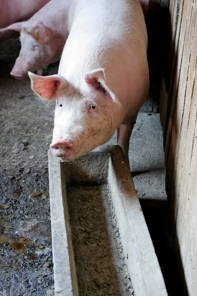 Svin i en grisfarm — Stockfoto