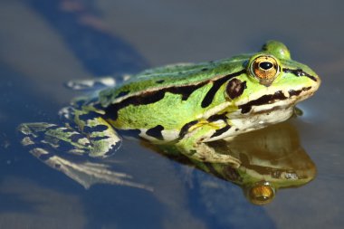 Close up of Green frog clipart