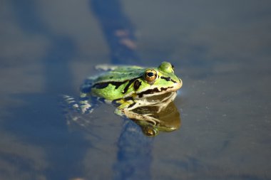 küçük yeşil kurbağa